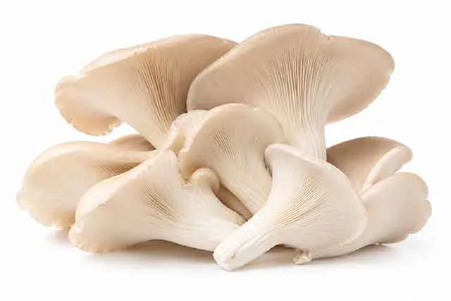Shroomivore Harvest LLP