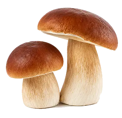 Fresh premium mushrooms cultivated in Kerala