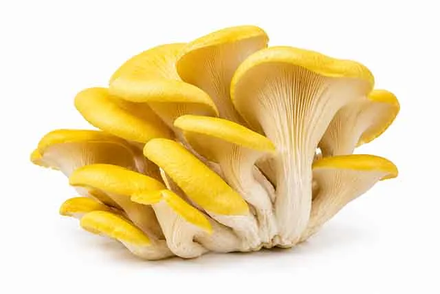 Shroomivore Harvest LLP